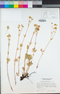 Potentilla glaucophylla var. glaucophylla image
