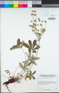 Potentilla gracilis var. gracilis image