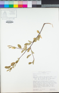 Prunus emarginata image