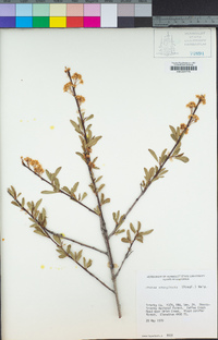 Prunus emarginata image