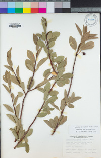 Prunus emarginata image