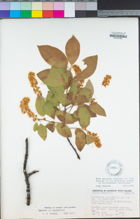 Prunus virginiana var. demissa image