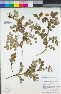 Rosa gymnocarpa image