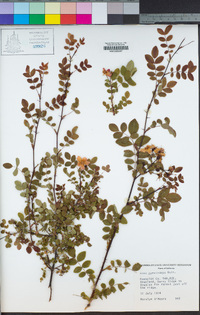 Rosa gymnocarpa image