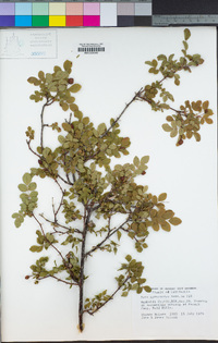 Rosa gymnocarpa image