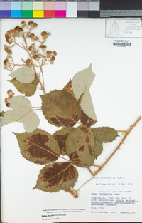 Rubus armeniacus image