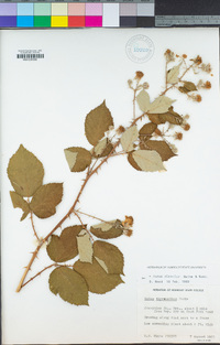 Rubus armeniacus image