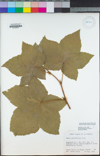 Rubus parviflorus image