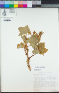 Rubus parviflorus image