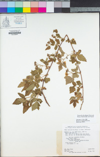 Rubus ursinus image