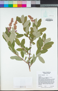 Spiraea douglasii image