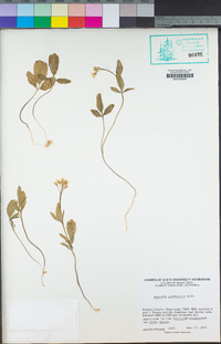 Cardamine californica image