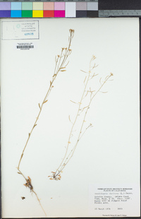 Arabidopsis thaliana image