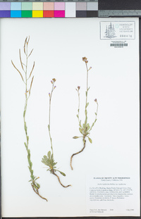 Boechera rigidissima image