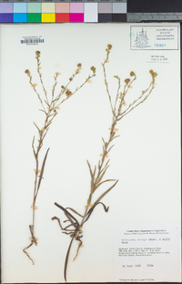 Hemizonia congesta subsp. tracyi image