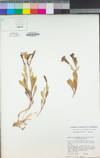 Silene serpentinicola image