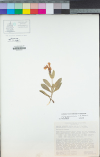 Silene serpentinicola image