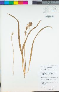 Camassia quamash image