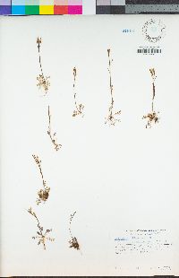 Cardamine oligosperma image