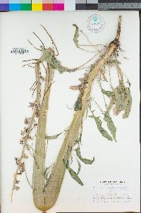 Caulanthus crassicaulis image