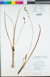 Hastingsia bracteosa image