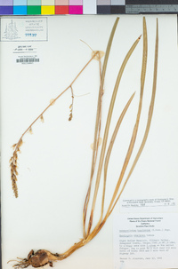 Hastingsia bracteosa image
