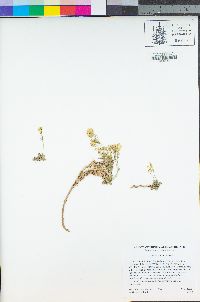 Draba howellii image