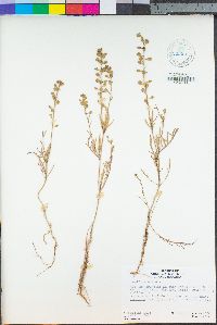 Lepidium nitidum image