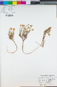 Polyctenium fremontii image