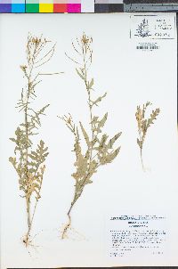 Sisymbrium irio image