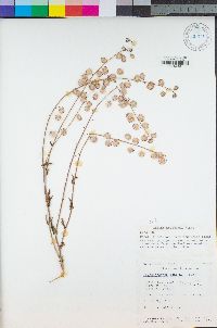 Thysanocarpus radians image
