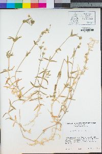 Cerastium arvense image