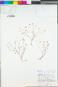 Minuartia douglasii image