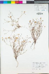 Minuartia douglasii image