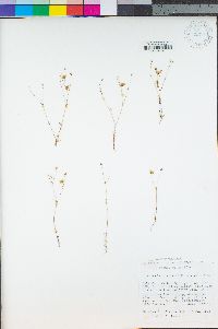 Minuartia douglasii image