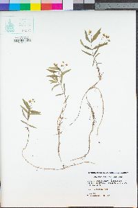 Moehringia macrophylla image