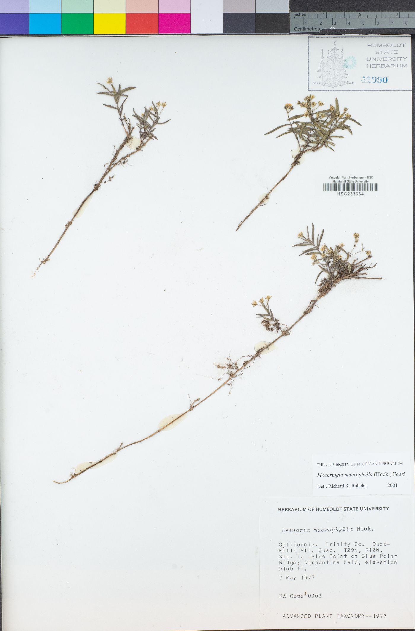 Moehringia macrophylla image