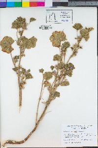 Malva nicaeensis image