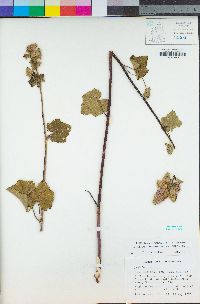 Sidalcea malachroides image