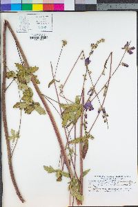 Sidalcea malviflora image