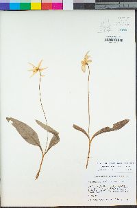 Erythronium citrinum image