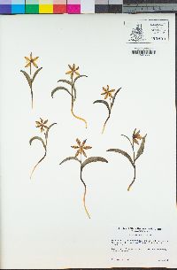 Fritillaria glauca image