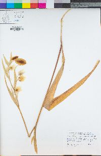 Calochortus albus image