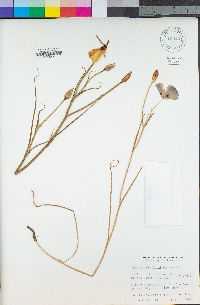 Calochortus catalinae image