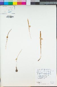 Calochortus elegans image