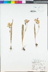 Calochortus nudus image