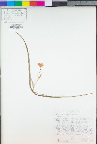 Calochortus tolmiei image