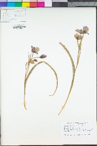 Calochortus tolmiei image