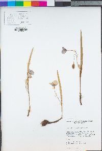 Calochortus tolmiei image