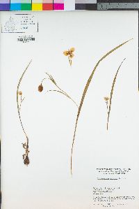 Calochortus tolmiei image